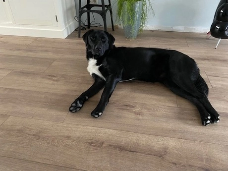 zwarte hond ligt op laminaatvloer in huis